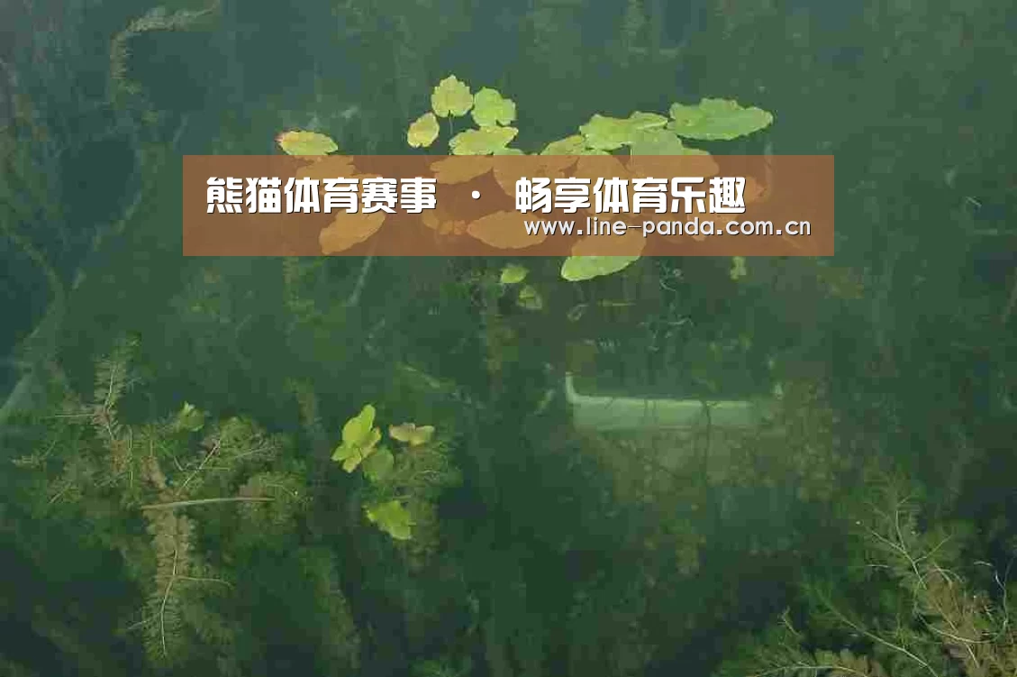 案例展示三